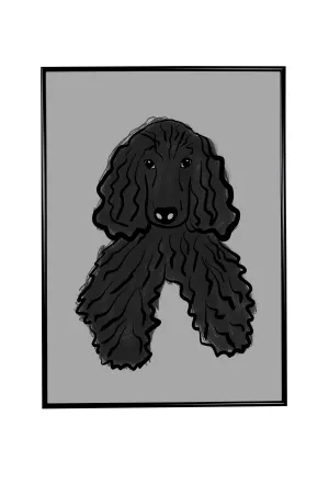Black cocker