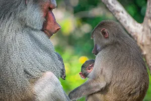 Cheerful Charm: Red Butt Monkey Family