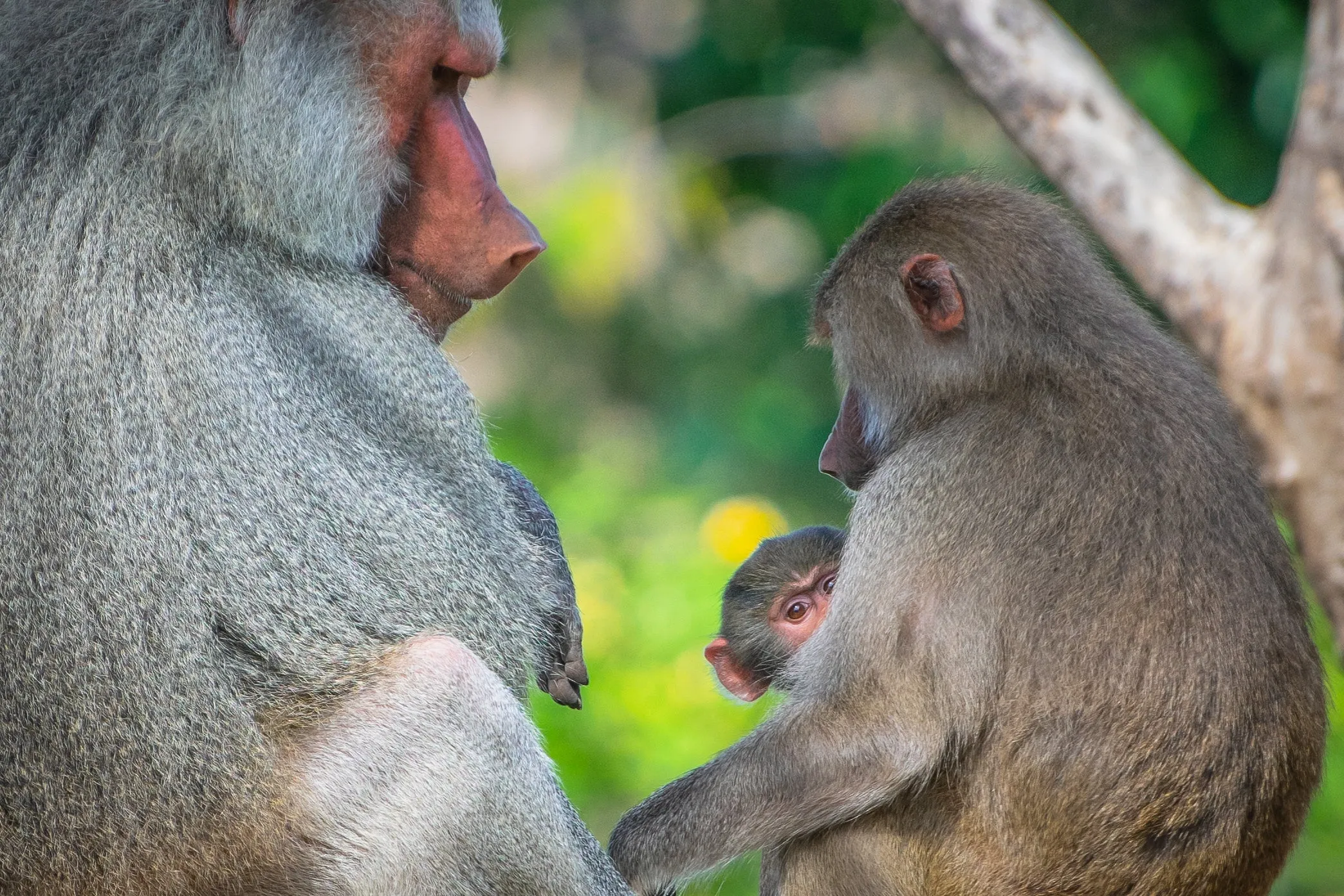 Cheerful Charm: Red Butt Monkey Family