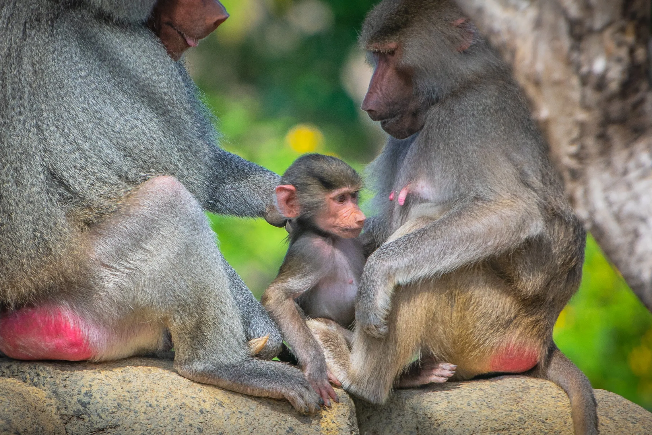 Cheerful Charm: Red Butt Monkey Family