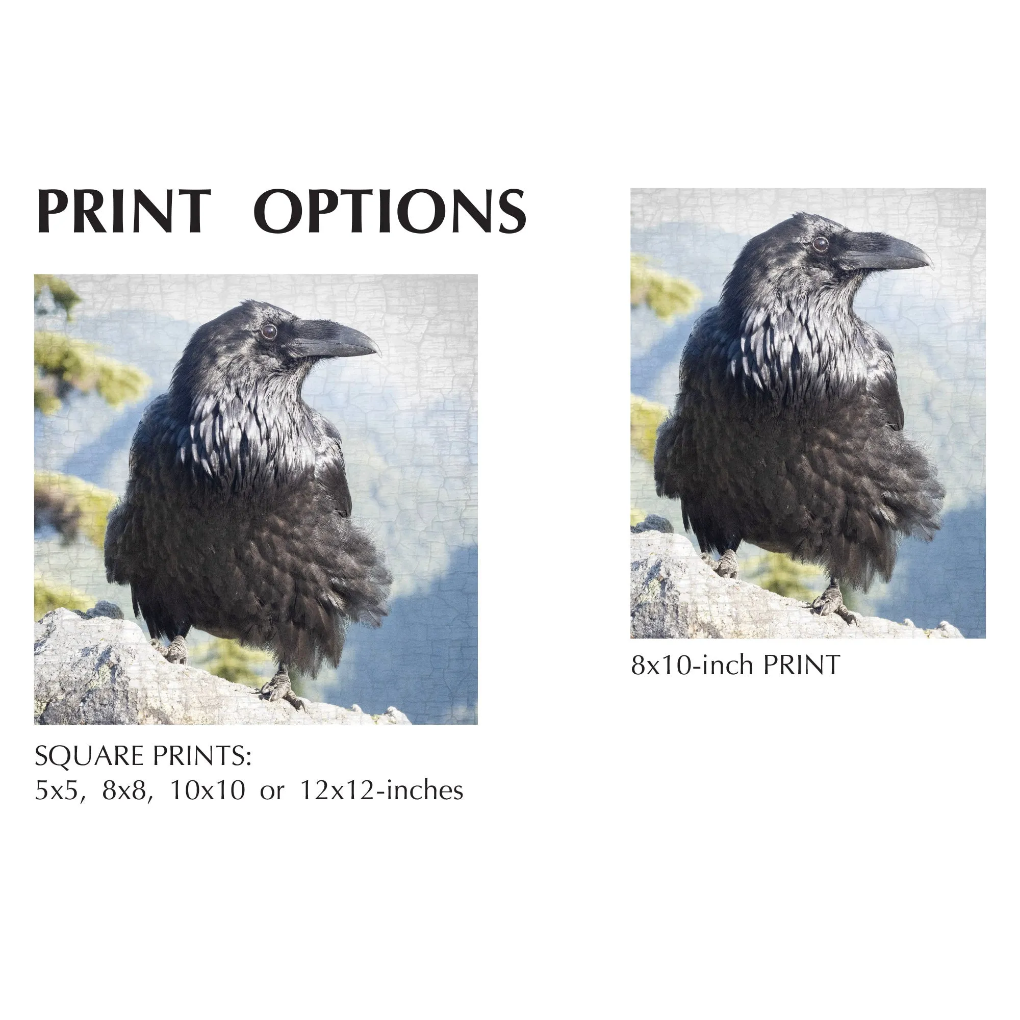 HERE COMES THE SUN - Fine Art Print, Raven Portrait Series