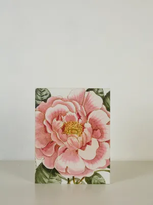 John Derian Picture Book II