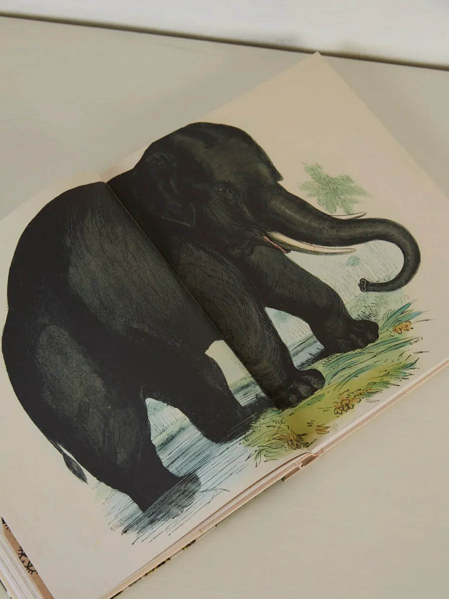 John Derian Picture Book II