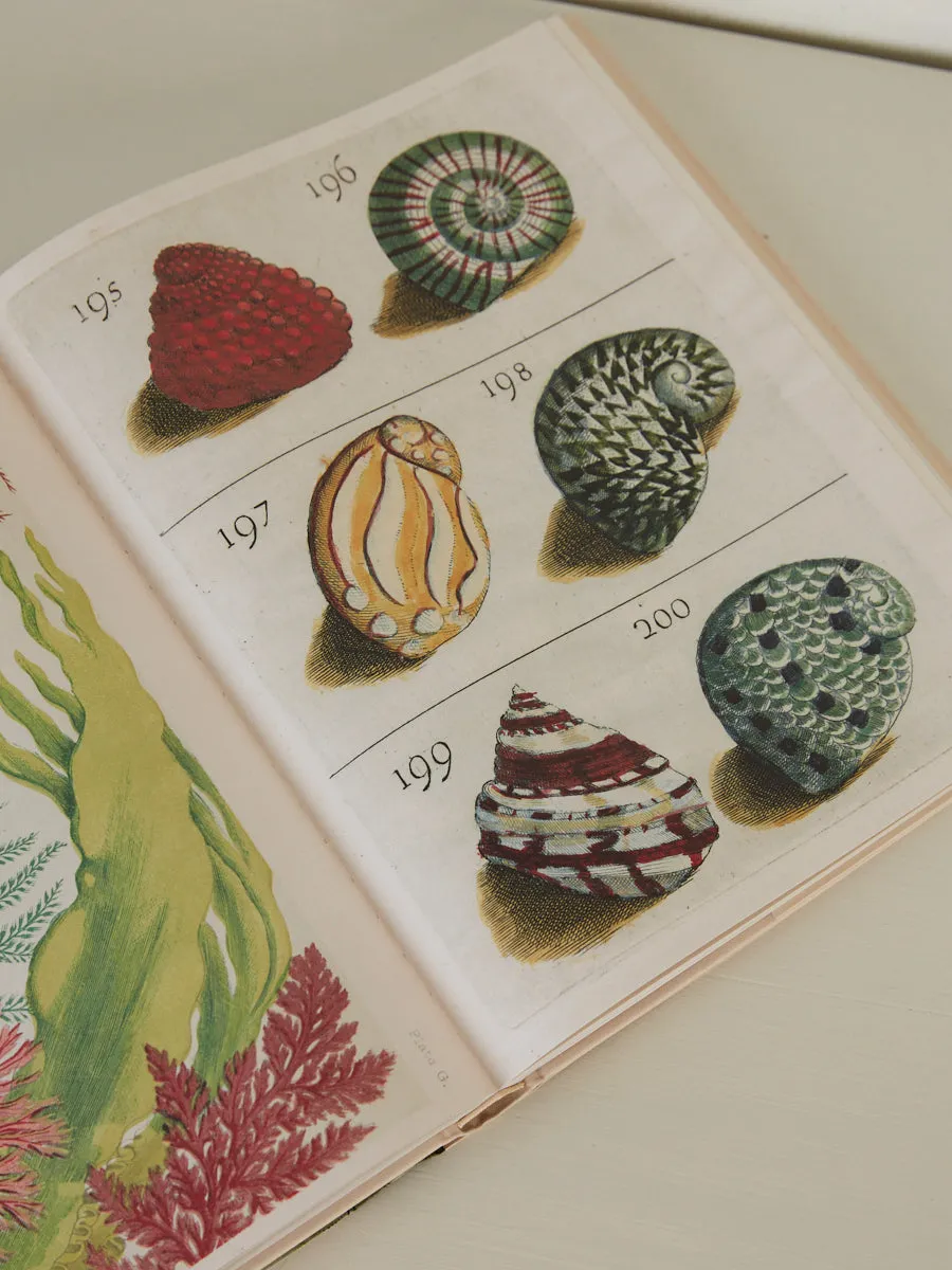 John Derian Picture Book II