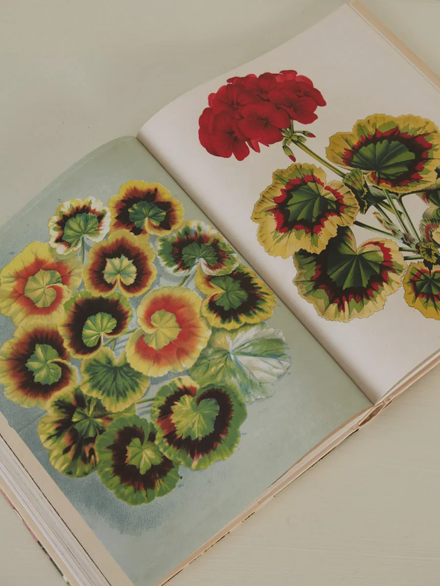 John Derian Picture Book II