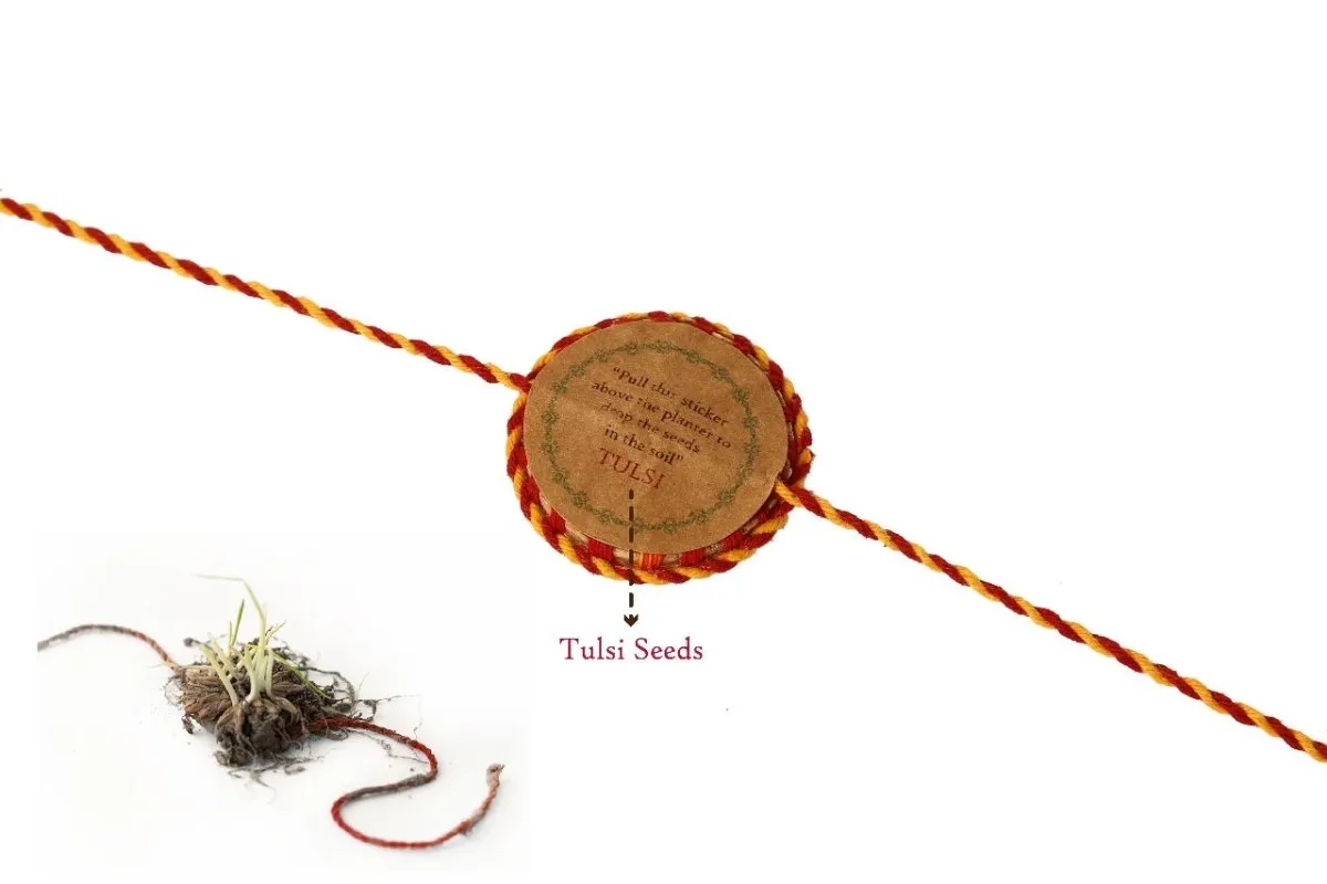 Plantable Seed Rakhi Family Box | Pair of 2 Rakhi