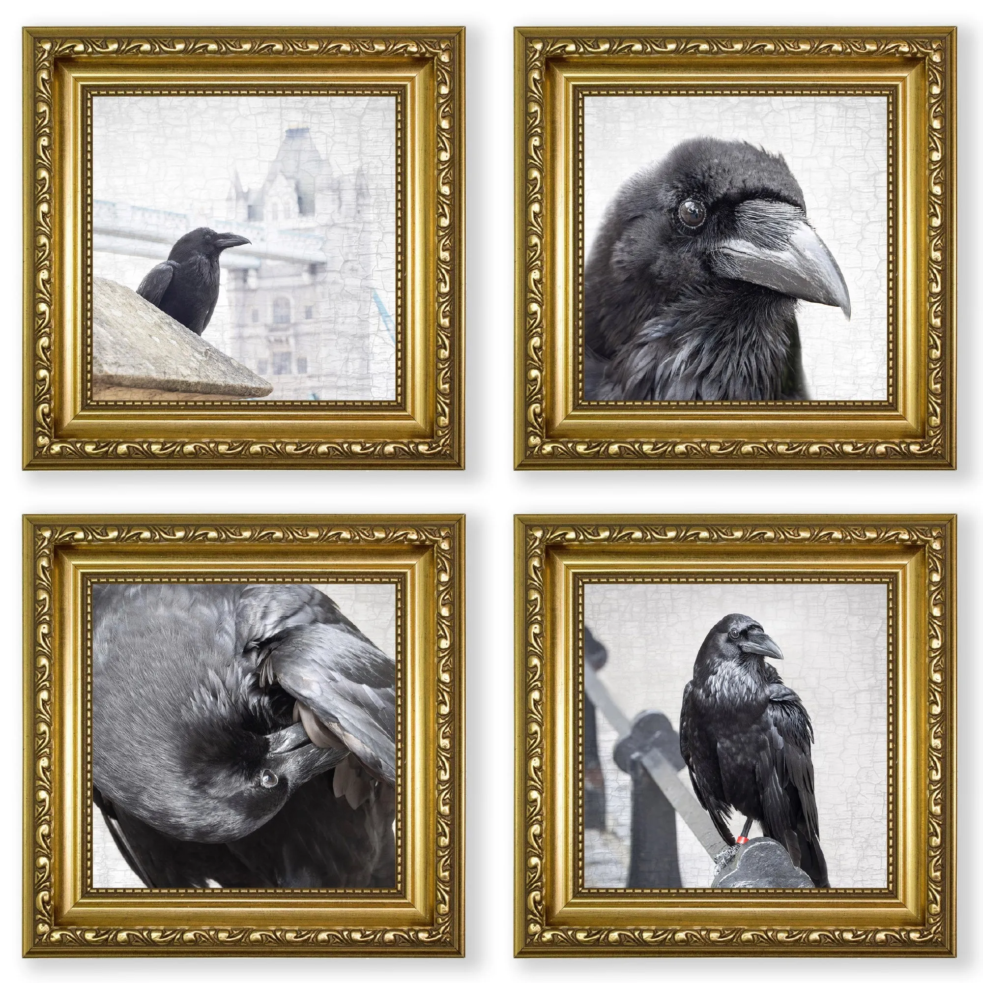 POPPY PREENS - Fine Art Print, Raven Portrait Series