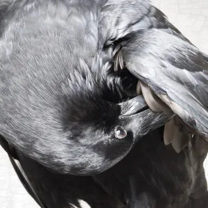 POPPY PREENS - Fine Art Print, Raven Portrait Series