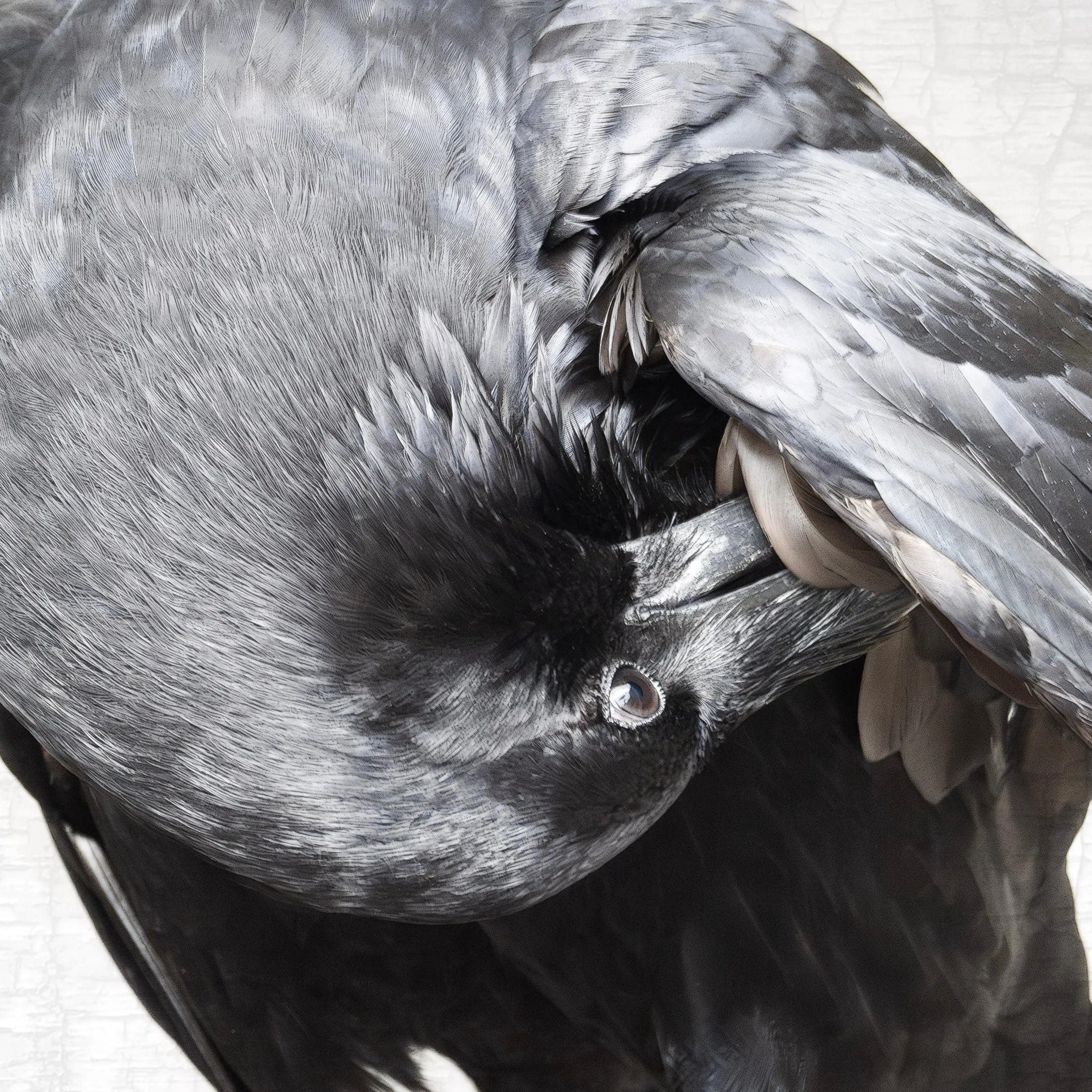 POPPY PREENS - Fine Art Print, Raven Portrait Series
