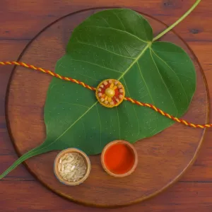 Togetherness Plantable Seed Rakhi Box | Pair of 2 Seed Rakhi